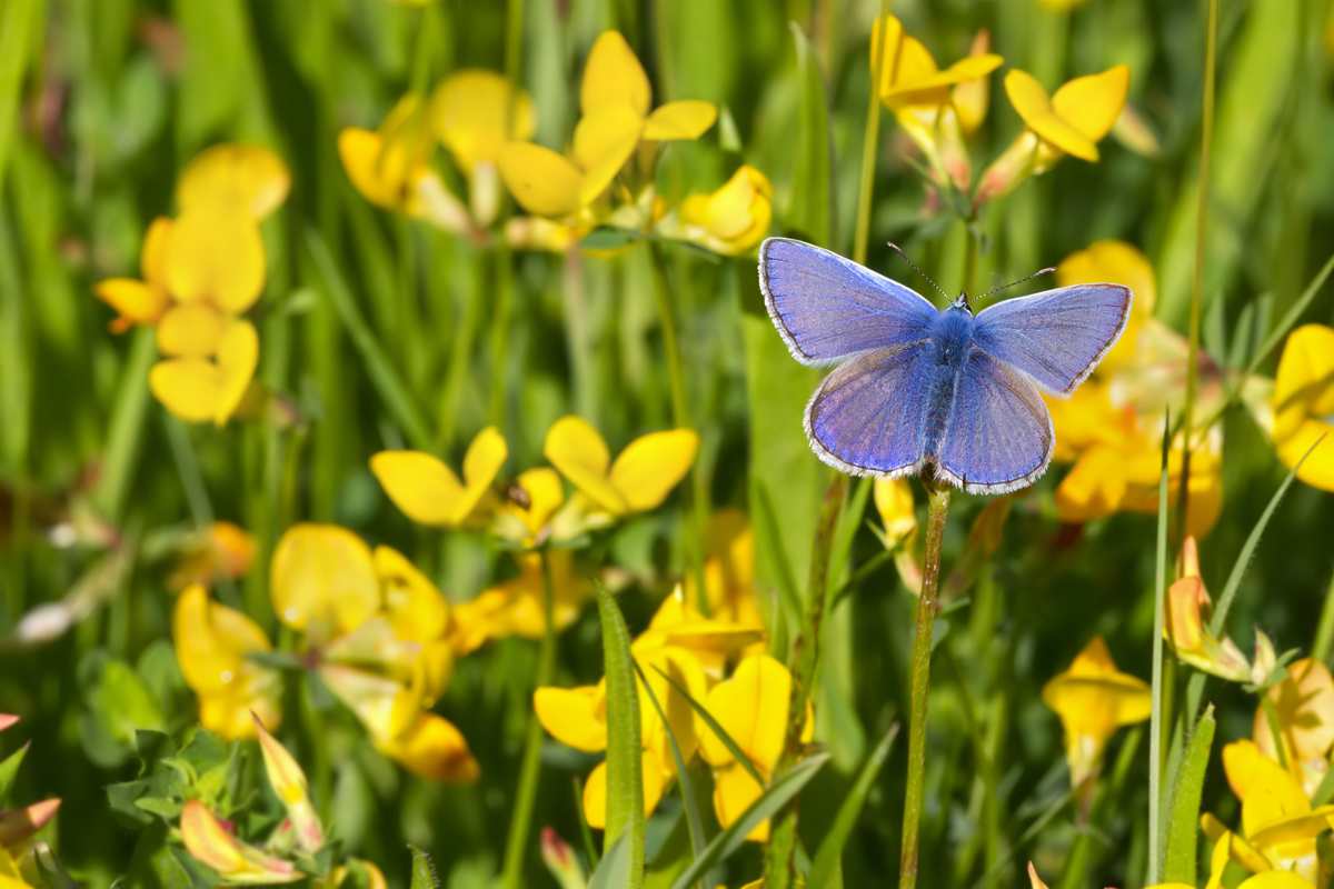 Common Blue 8